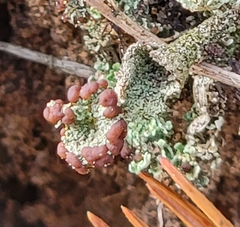Cladonia parasitica