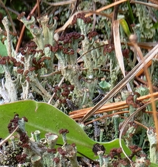 Cladonia parasitica