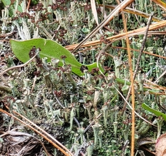 Cladonia parasitica