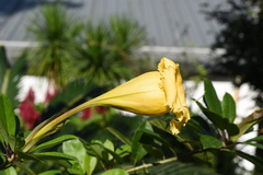 Solandra maxima