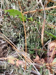 Cladonia parasitica