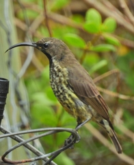 Chalcomitra amethystina