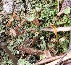 Cladonia parasitica