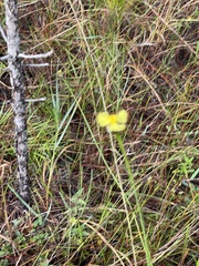 Xyris ambigua