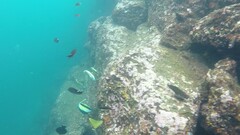 Zanclus cornutus