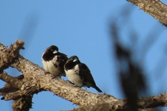 Spermestes cucullata