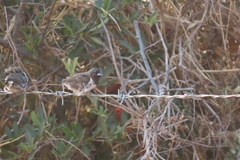 Spermestes cucullata