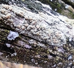 Lecanora symmicta