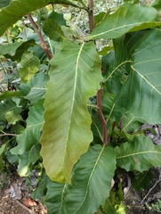 Curatella americana