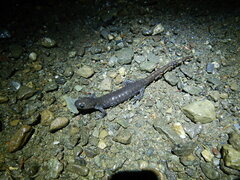 Ambystoma 'unisexual complex'