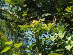Machilus japonica