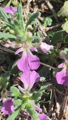 Ajuga iva