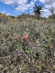 Pachypodium succulentum