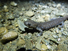 Ambystoma 'unisexual complex'