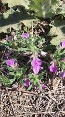 Ajuga iva
