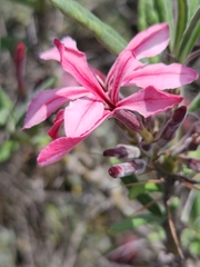 Pachypodium succulentum