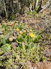Glottiphyllum longum