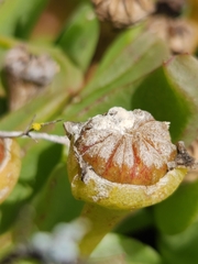 Glottiphyllum longum