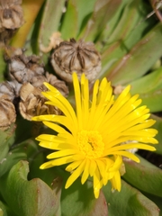 Glottiphyllum longum