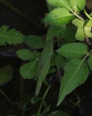 Atractomorpha sinensis