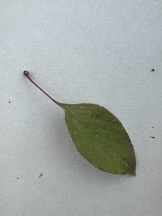 Amygdaloideae