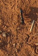 Paltothyreus tarsatus