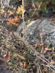 Poa palustris