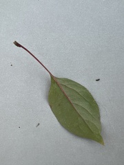 Amygdaloideae