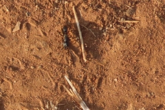 Paltothyreus tarsatus