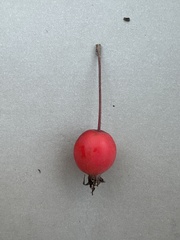 Amygdaloideae