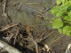 Pogonatherum crinitum