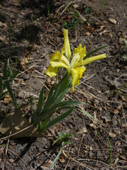 Iris humilis