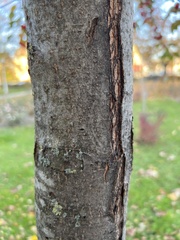 Amygdaloideae