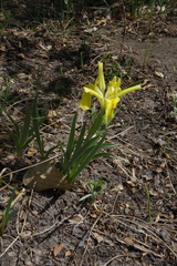 Iris humilis