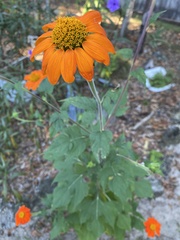 Tithonia rotundifolia