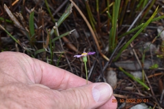 Senecio umbellatus