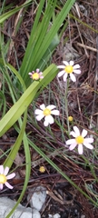 Senecio umbellatus