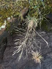 Deschampsia cespitosa