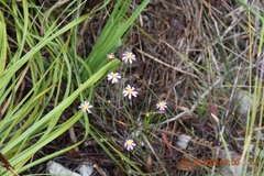 Senecio umbellatus