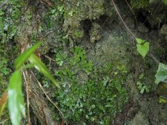 Marchantia emarginata