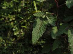 Rubus croceacanthus