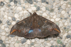 Ischyja ferrifracta