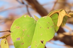 Colophospermum mopane