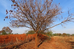 Colophospermum mopane