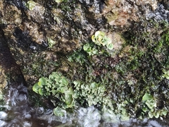 Dermatocarpon luridum