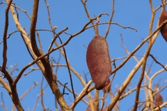 Colophospermum mopane