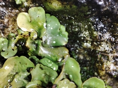 Dermatocarpon luridum