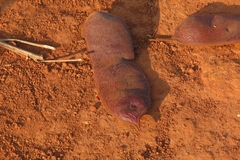 Colophospermum mopane