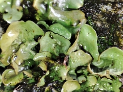 Dermatocarpon luridum