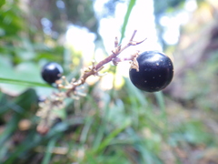 Ophiopogoneae